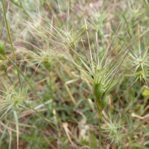 Photographie n°23679 du taxon Aegilops ovata L. [1753]