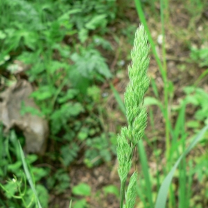 Limnetis glomerata (L.) Eaton (Dactyle)