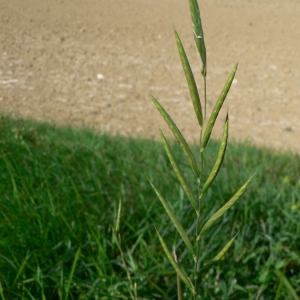 Photographie n°23687 du taxon Brachypodium rupestre (Host) Roem. & Schult. [1817]