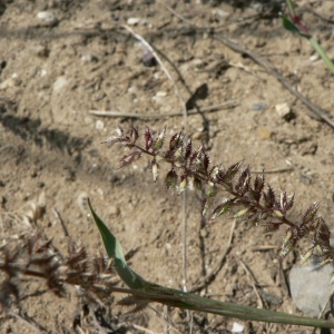 Photographie n°23690 du taxon Tragus racemosus (L.) All.