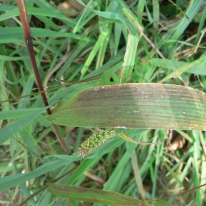 Photographie n°23698 du taxon Setaria viridis subsp. pycnocoma (Steud.) Tzvelev [1969]