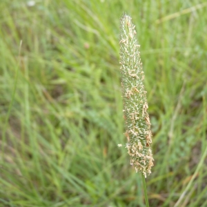 Photographie n°23709 du taxon Phleum pratense subsp. pratense