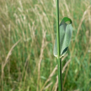 Photographie n°23712 du taxon Setaria pumila (Poir.) Roem. & Schult. [1817]