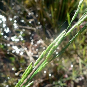 Glyceria notata Chevall. (Glycérie à feuilles pliées)