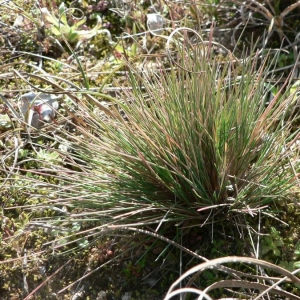 Photographie n°23717 du taxon Corynephorus canescens (L.) P.Beauv. [1812]