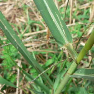  - Panicum dichotomiflorum Michx. [1803]