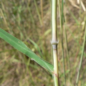 Photographie n°23725 du taxon Bothriochloa barbinodis (Lag.) Herter [1940]