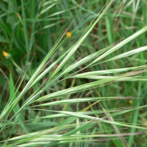 Photographie n°23726 du taxon Bromus diandrus Roth [1787]