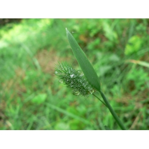 Phleum alpinum subsp. rhaeticum Humphries (Fléole des Alpes rhétiques)