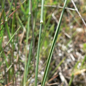 Photographie n°23735 du taxon Brachypodium phoenicoides (L.) Roem. & Schult. [1817]