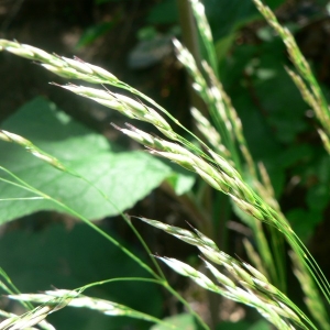 Photographie n°23736 du taxon Deschampsia flexuosa (L.) Trin. [1836]