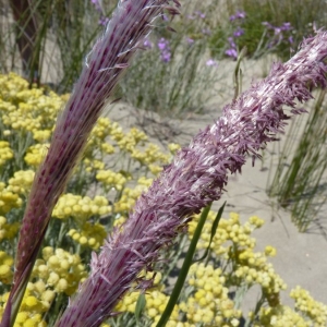 Photographie n°23742 du taxon Imperata cylindrica (L.) Räusch. [1797]