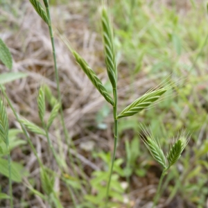 Festuca distachya var. intermedia Mutel (Brachypode à deux épis)