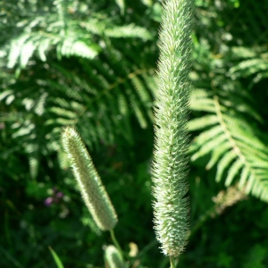 Photographie n°23748 du taxon Phleum pratense subsp. pratense