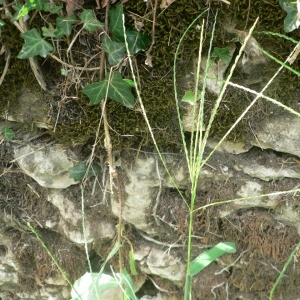 Photographie n°23753 du taxon Digitaria sanguinalis (L.) Scop. [1771]