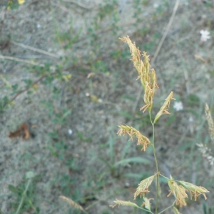  - Festuca rubra subsp. arenaria (Osbeck) Aresch. [1866]