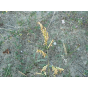 Festuca arenaria Osbeck (Fétuque des sables)