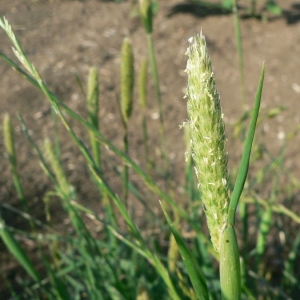 Photographie n°23757 du taxon Phalaris paradoxa L. [1763]