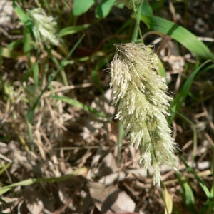 Photographie n°23758 du taxon Lamarckia aurea (L.) Moench [1794]