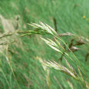 Festuca eskia Ramond ex DC. subsp. eskia (Fétuque eskia)