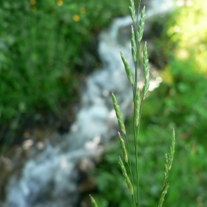  - Glyceria declinata Bréb. [1859]