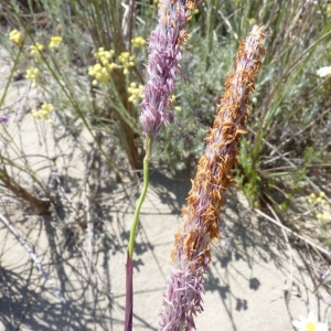 Photographie n°23773 du taxon Imperata cylindrica (L.) Räusch. [1797]