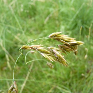  - Festuca paniculata subsp. spadicea (L.) Litard. [1945]