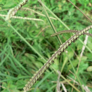 Photographie n°23778 du taxon Paspalum dilatatum Poir. [1804]