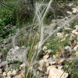 Photographie n°23785 du taxon Stipa pennata L. [1753]