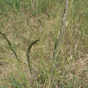 Photographie n°23789 du taxon Calamagrostis epigejos (L.) Roth [1788]