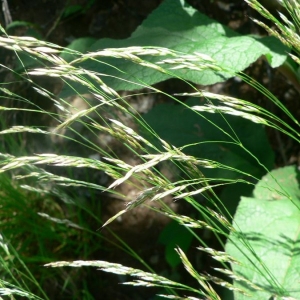 Photographie n°23791 du taxon Deschampsia flexuosa (L.) Trin. [1836]