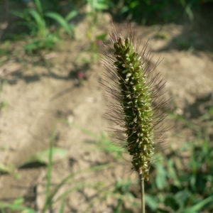 Photographie n°23801 du taxon Setaria viridis subsp. viridis