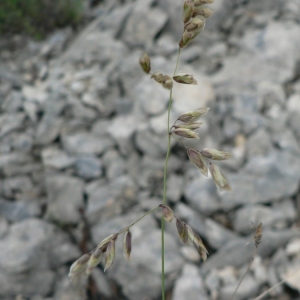 Photographie n°23803 du taxon Melica minuta L. [1767]