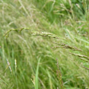 Photographie n°23810 du taxon Agrostis capillaris L. [1753]