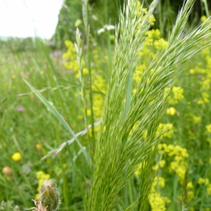 Photographie n°23811 du taxon Trisetum flavescens (L.) P.Beauv. [1812]