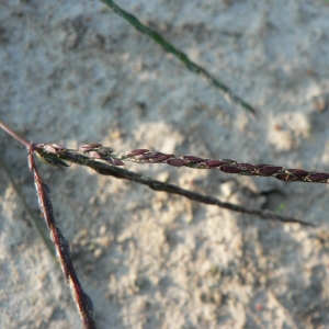 Photographie n°23812 du taxon Digitaria sanguinalis (L.) Scop. [1771]