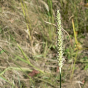 Photographie n°23816 du taxon Setaria parviflora (Poir.) Kerguélen [1987]