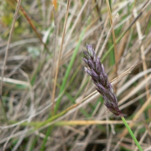 Photographie n°23819 du taxon Sesleria caerulea (L.) Ard. [1763]