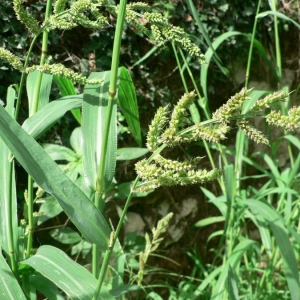 Photographie n°23828 du taxon Echinochloa crus-galli (L.) P.Beauv. [1812]