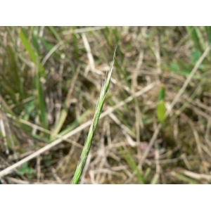 Festuca unilateralis var. subpaniculata (Mutel) Mutel (Nardure unilatéral)