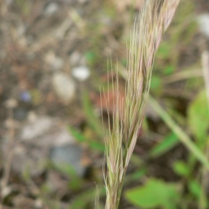 Photographie n°23833 du taxon Vulpia bromoides (L.) Gray [1821]