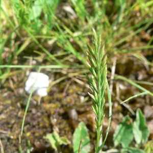 Photographie n°23843 du taxon Catapodium rigidum (L.) C.E.Hubb.