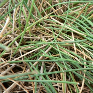 Photographie n°23844 du taxon Festuca lemanii Bastard [1809]