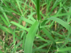 Mathieu MENAND, le  6 juin 2008 (Plaisance-du-Touch)