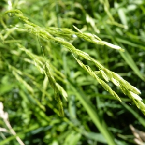 Photographie n°23851 du taxon Leersia oryzoides (L.) Sw.