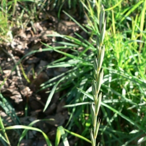 Photographie n°23852 du taxon Elytrigia repens (L.) Desv. ex Nevski [1934]