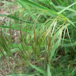 Photographie n°23853 du taxon Bromus sterilis L. [1753]