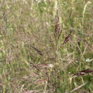 Photographie n°23855 du taxon Apera spica-venti (L.) P.Beauv. [1812]