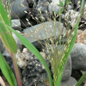 Photographie n°23857 du taxon Panicum capillare L. [1753]