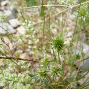 Photographie n°23861 du taxon Echinaria capitata (L.) Desf.